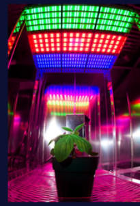 Ultra high efficiency Greenhouse LED Lighting - Orbitec