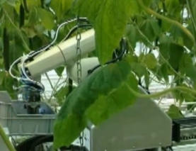 Greenhouse Robot Harvesting Cucumbers